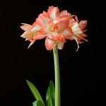 China Star