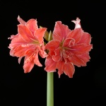 Double Minerva