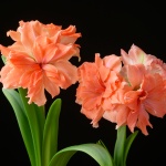 Coral Belle
