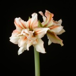 Inca Star