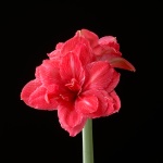 Pink Symphony