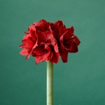 Red Symphony