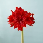 Red Toro