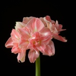 Sweet Amadeus