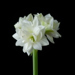 White Symphony