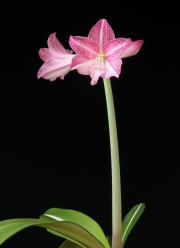 H. reticulatum v. striatifolium 'Silhouette'
