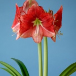 Coral Flame