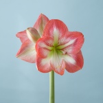 Giant Flame