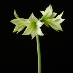 Lime Flare II