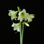 Limelight