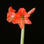 Orange Queen