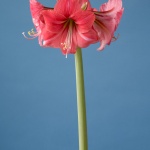 Pink Panther