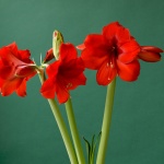 Red Victory