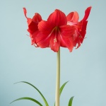 Red Tiger