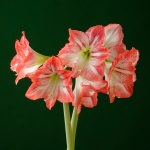 Rhapsody (unestablished bulb)