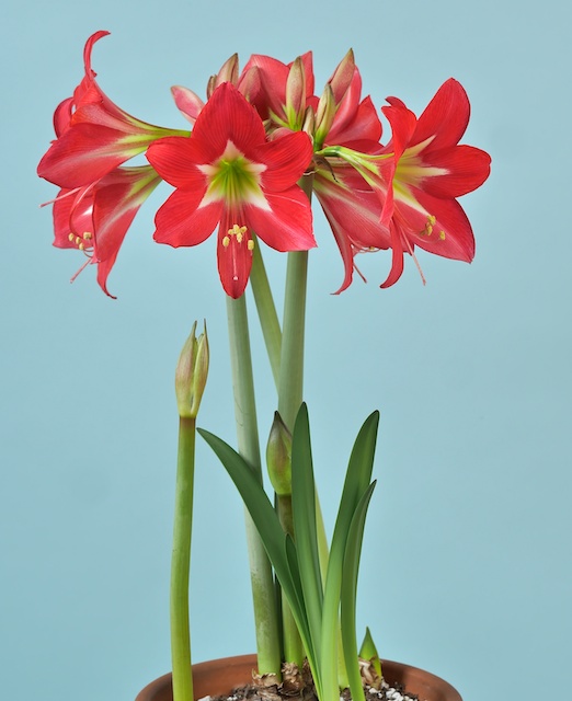 I Never Promised You an Amaryllis Garden