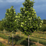 Liriodendron tulipifera; 2-2½ in