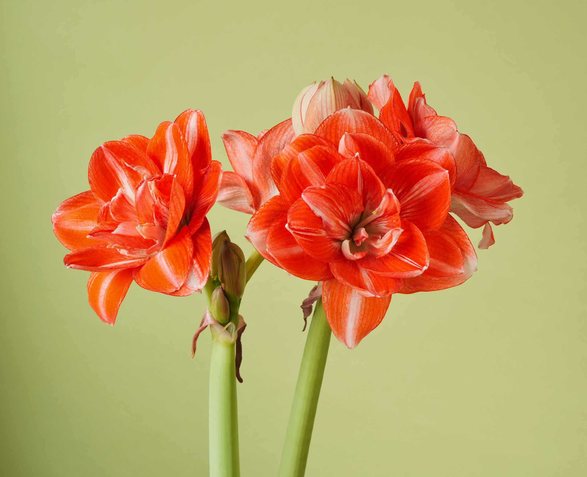 https://www.emaryllis.com/wp-content/gallery/double-flowered-amaryllis/Double-Shine.jpeg