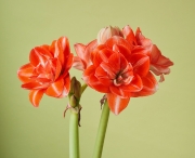 Double flowered amaryllis