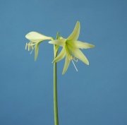 Evergreen x Germa #5