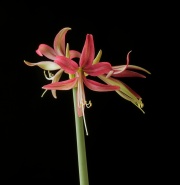 Piripiri x Rosario #3