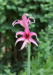 Piripiri x Rosario #4