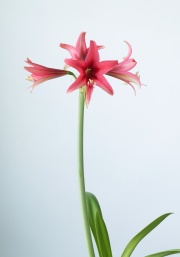 Piripiri x Sweet Sixteen #3