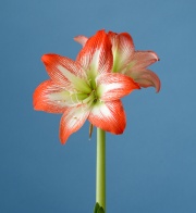 Sofia x Tropical Sensation 1