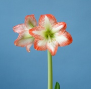 Sofia x Tropical Sensation 2