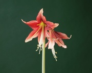 papilio  x ‘Cyberspace’ #01