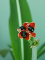 H. reticulatum seeds