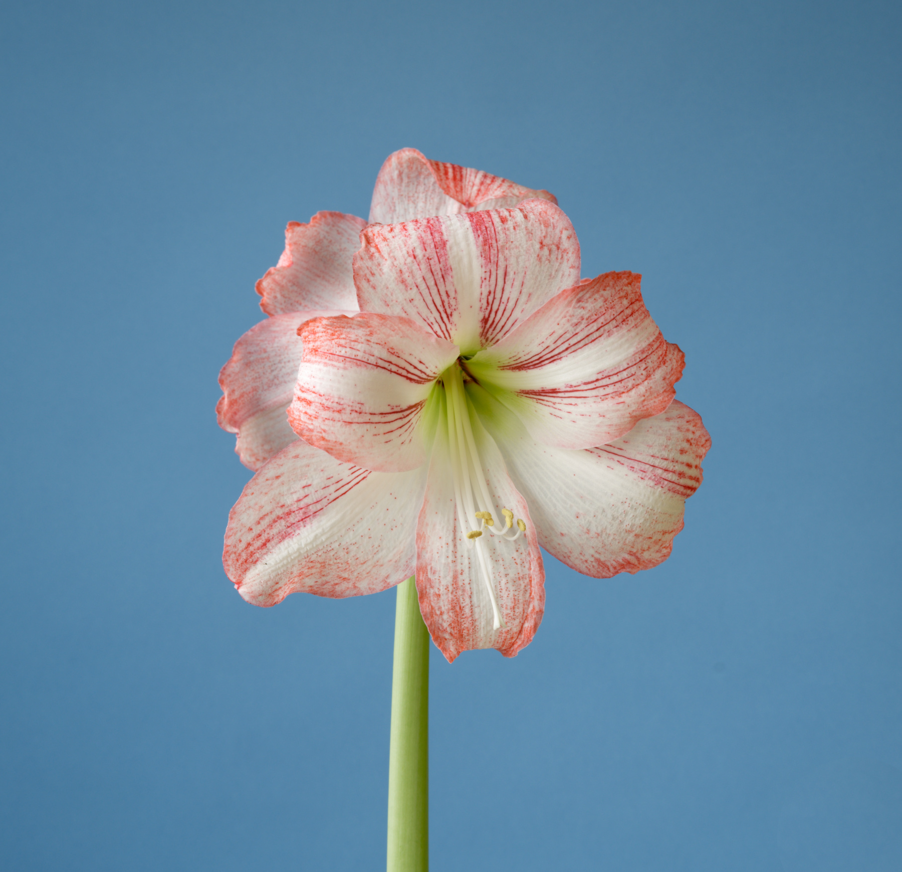 Rhapsody (established roots)