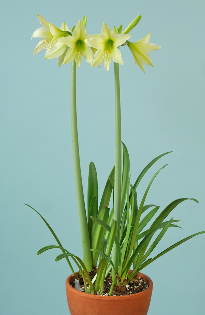 Single flowered amaryllis [Q-Z] – emaryllis.com