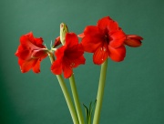 Red Victory