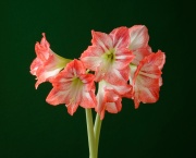 Rhapsody (unestablished bulb)