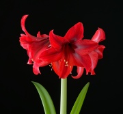 Nr. 26 “Supreme Romance"