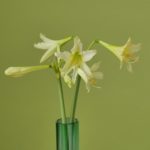 GoldenDaylightFrontPage