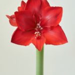 RubyGemFP