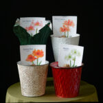 BrecksGiftsPrePotted