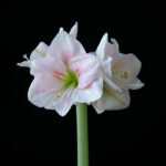 Cotton Kiss fp