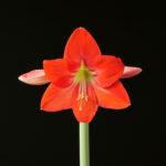 ElectaFP