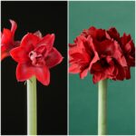 Red Symphony diptic