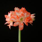 ChinaStar_fp