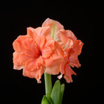 Coral Belle FP