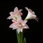Pretty-Amadeus-FP